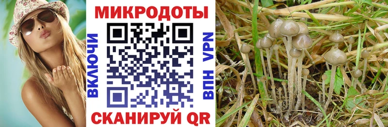 ссылка на мегу маркетплейс  Нижний Новгород  Псилоцибиновые грибы Cubensis  магазин   